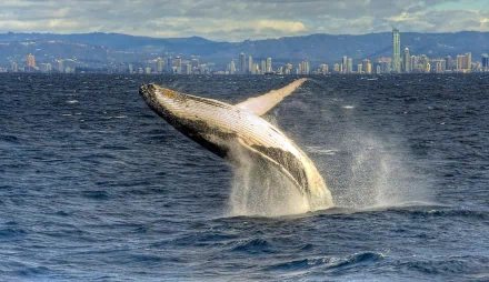 A majestic whale breaching the ocean's surface against a backdrop of a city skyline, showcasing the beauty of marine life. High-definition wallpaper capturing a stunning moment in nature.