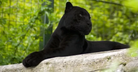 A striking black panther lounges on a log against a lush green background, creating a captivating HD desktop wallpaper and background.