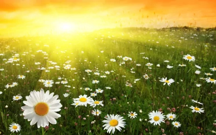 A vibrant HD wallpaper featuring a field of blooming daisies bathed in warm sunlight, capturing the beauty of nature in a serene landscape.
