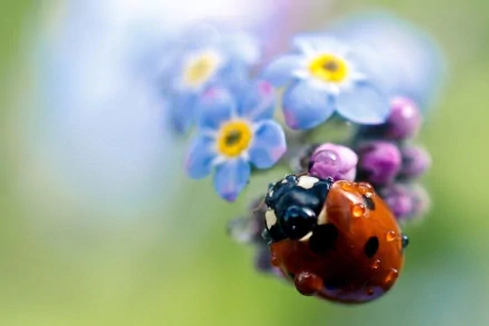 A vibrant ladybug rests on delicate blue flowers, set against a soft blurred background, creating a serene and colorful HD desktop wallpaper.