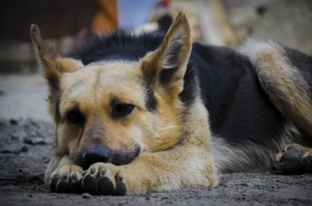 A close-up of a German Shepherd resting on the ground, showcasing its attentive expression. This HD image serves as a striking desktop wallpaper and background.
