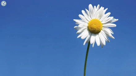 nature daisy HD Desktop Wallpaper | Background Image