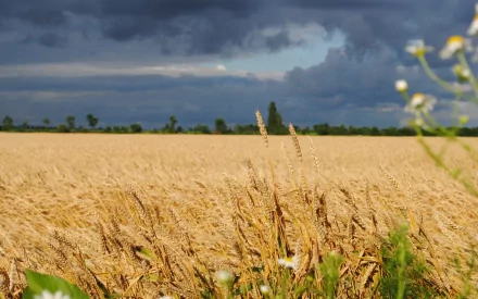 HD PC desktop wallpaper showcasing a vast wheat field under a dramatic cloudy sky, capturing the essence of nature’s beauty and tranquility.