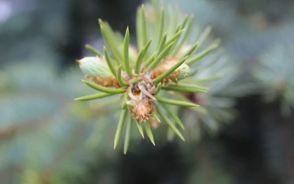 Close-up of pine needles and buds in vivid detail, captured in 4K Ultra HD for a crisp nature-themed PC desktop wallpaper.