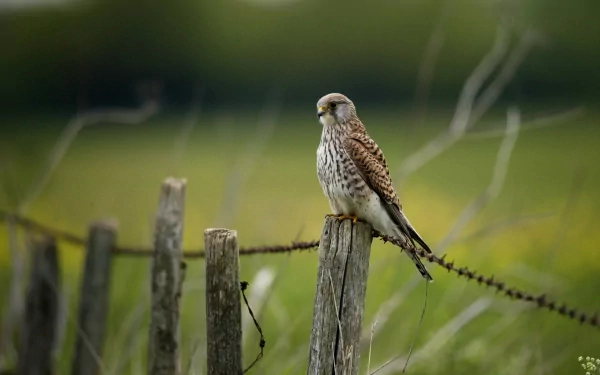 A striking falcon perched on a wooden fence post, surrounded by lush greenery, creating an inspiring scene for an HD PC desktop wallpaper or background.