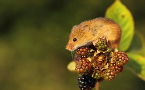 A charming mouse perches on a cluster of unripe blackberries, set against a softly blurred natural background, creating a delightful HD PC desktop wallpaper.
