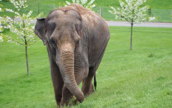 HD desktop wallpaper showing an Asian elephant standing on lush green grass with small blossoming trees in the background.