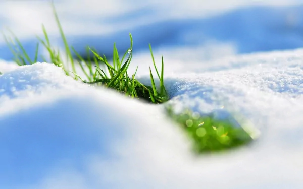 A close-up of vibrant green grass peeking through soft white snow, showcasing a serene connection between nature and seasonal changes. This HD image makes a striking desktop wallpaper.