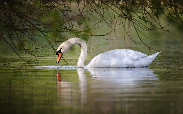 Animal Mute swan Birds Swans HD Wallpaper | Background Image