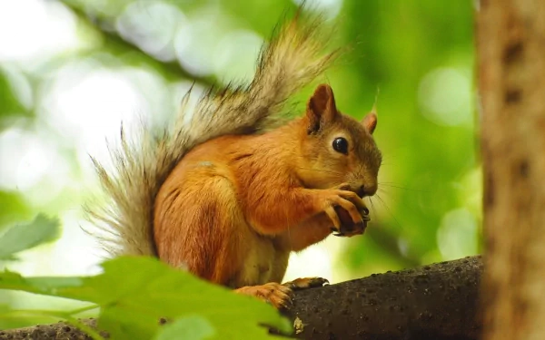 A vibrant 4K Ultra HD desktop wallpaper featuring a close-up of a squirrel holding a nut, set against a lush green forest background.