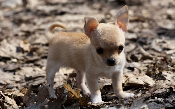 A cute, small tan Chihuahua puppy standing among dry leaves, captured in high definition, making a delightful desktop wallpaper and background for animal lovers.