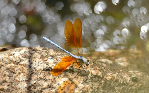 HD PC desktop wallpaper featuring a detailed close-up of a dragonfly resting on a textured rock with a softly blurred, sparkling background.