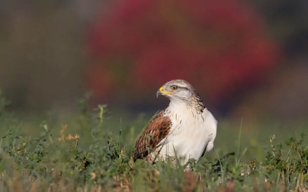 HD desktop wallpaper featuring a sharp, detailed falcon standing in green grass with a blurred red and brown background.