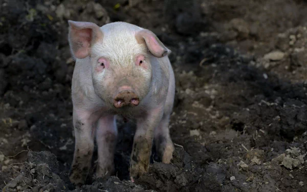 A cute piglet stands amidst dark soil, showcasing its pink skin and curious expression. This HD image serves as a vibrant desktop wallpaper and background.