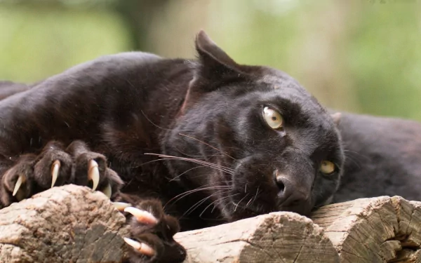 A striking black panther rests on a log, showcasing its sleek fur and piercing eyes, making for a captivating HD desktop wallpaper and background.