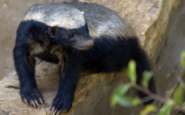 HD desktop wallpaper featuring a close-up of a honey badger resting on a rock in its natural habitat.