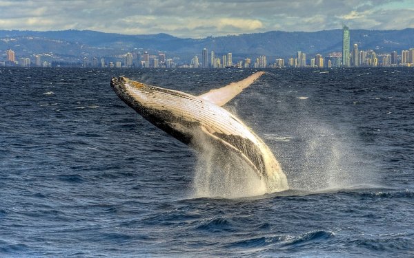 Animal Whale Breaching HD Wallpaper | Background Image