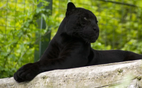 A striking black panther lounges on a log against a lush green background, creating a captivating HD desktop wallpaper and background.