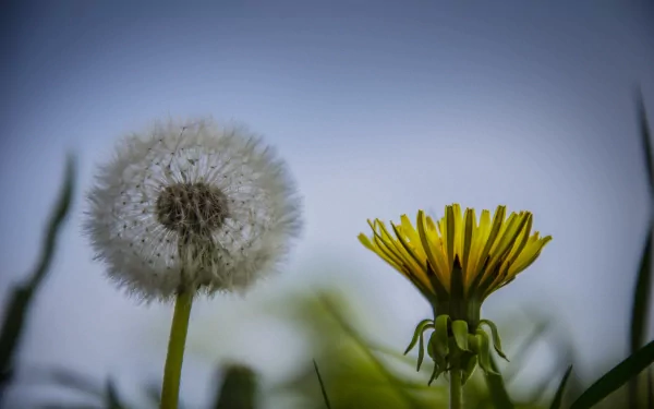 Close-up of a dandelion seed head and a yellow dandelion flower against a soft blue sky, captured in 4K Ultra HD for a vivid nature desktop wallpaper.