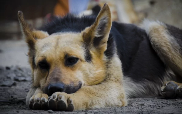 A close-up of a German Shepherd resting on the ground, showcasing its attentive expression. This HD image serves as a striking desktop wallpaper and background.