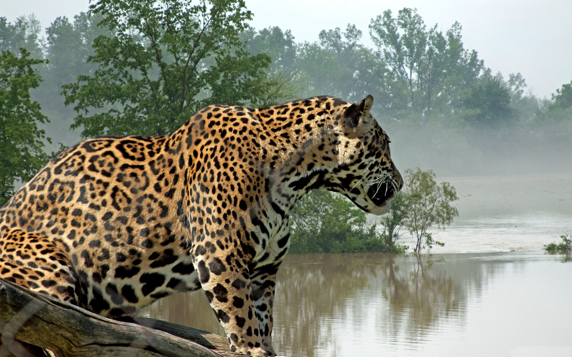 Jaguar Full HD Wallpaper and Background Image | 1920x1200 | ID:410038