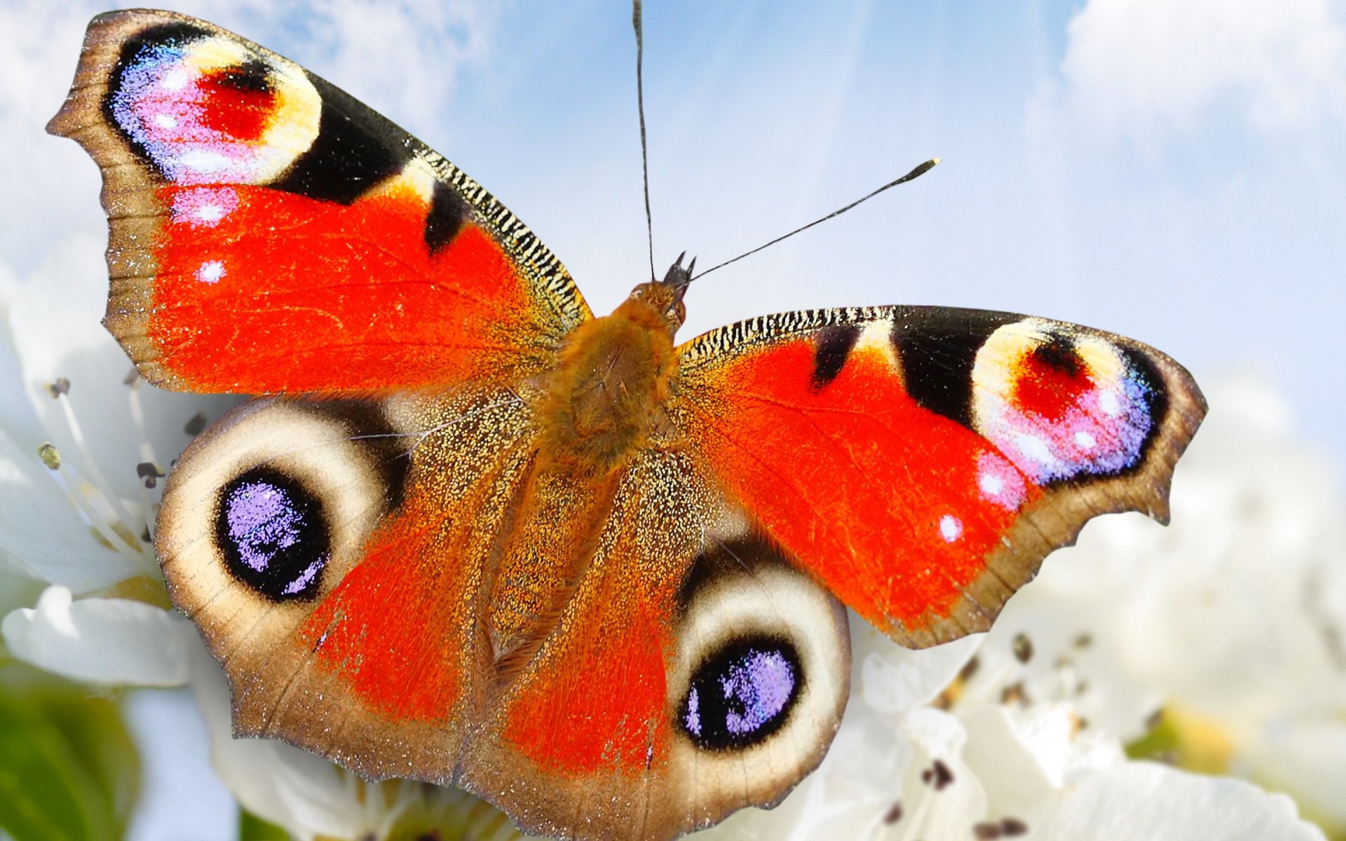 Download Animal Butterfly  HD Wallpaper