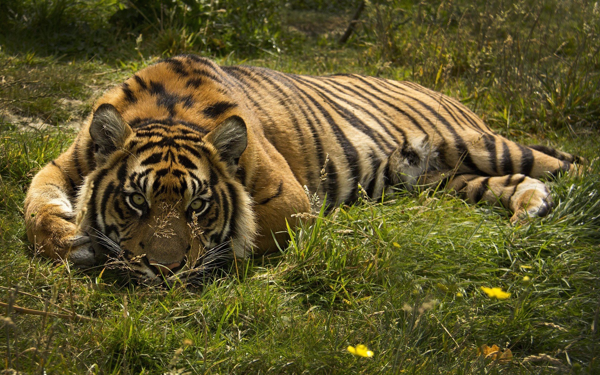 A majestic tiger lies comfortably on the grass, blending beautifully with its natural surroundings. This HD wallpaper captures the elegance of this powerful animal.