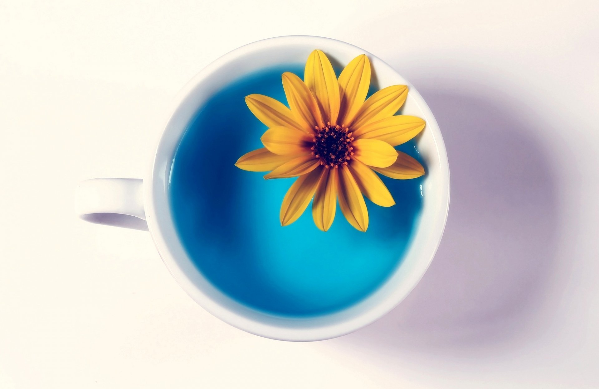 Artistic photography of a yellow flower floating in a cup filled with vibrant blue liquid, captured as an HD PC desktop wallpaper and background.