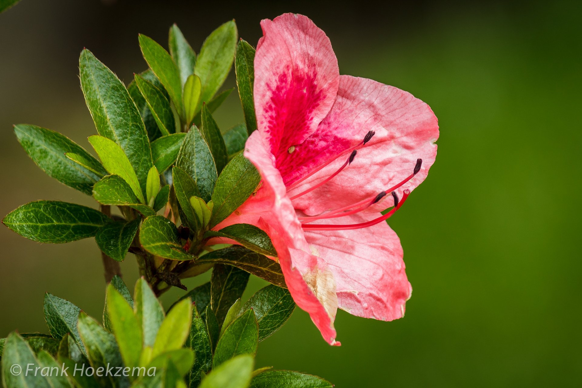 A vibrant pink flower blossoms against a soft green backdrop, showcasing the beauty of nature in this HD desktop wallpaper and background.