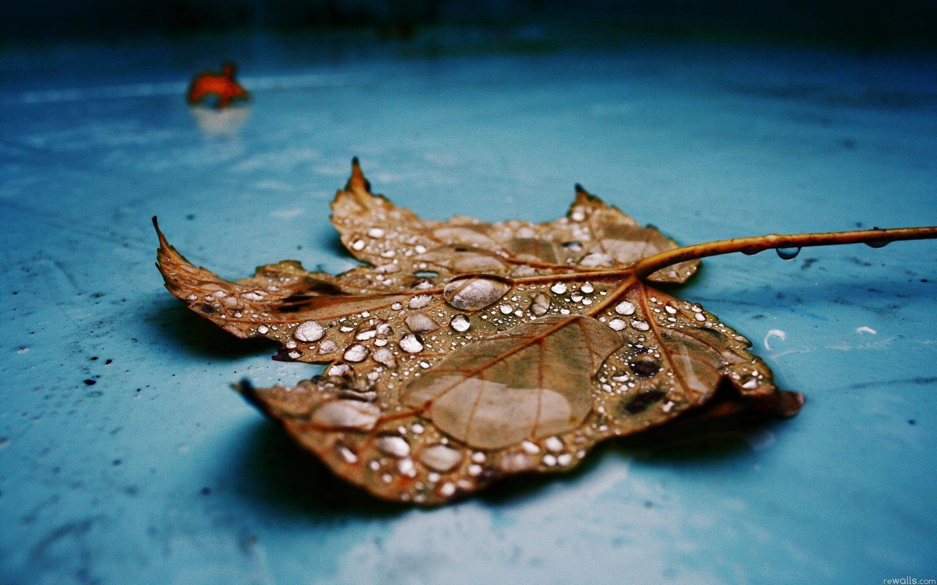 Leaf HD Duvar kağıdı Arka plan 1920x1200 ID410716 Wallpaper Abyss Leaf HD Duvar kağıdı Arka plan 1920x1200 ID410716 Wallpaper Abyss