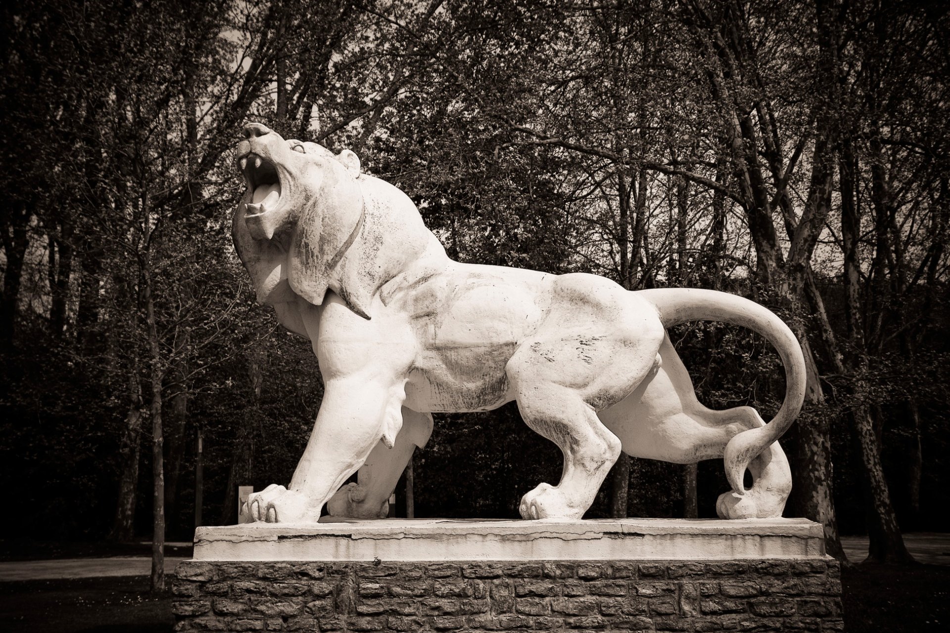 The Lion’s Roar Fondo de pantalla HD | Fondo de Escritorio | 1944x1296