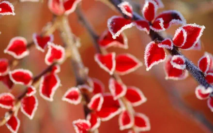 A close-up of vibrant red leaves with frost edges, showcasing the beauty of nature. This image serves as a stunning HD desktop wallpaper and background.