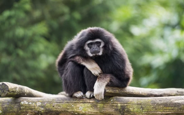 A close-up of a monkey sitting on a log, with a blurred green background, creating a serene and natural ambiance. This HD desktop wallpaper captures the essence of wildlife.