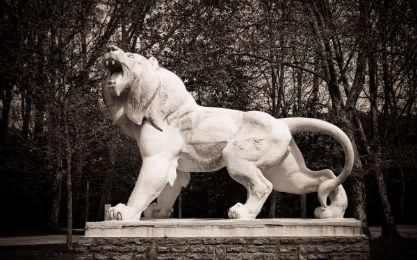 Man Made Statue Lion Black & White HD Wallpaper | Background Image