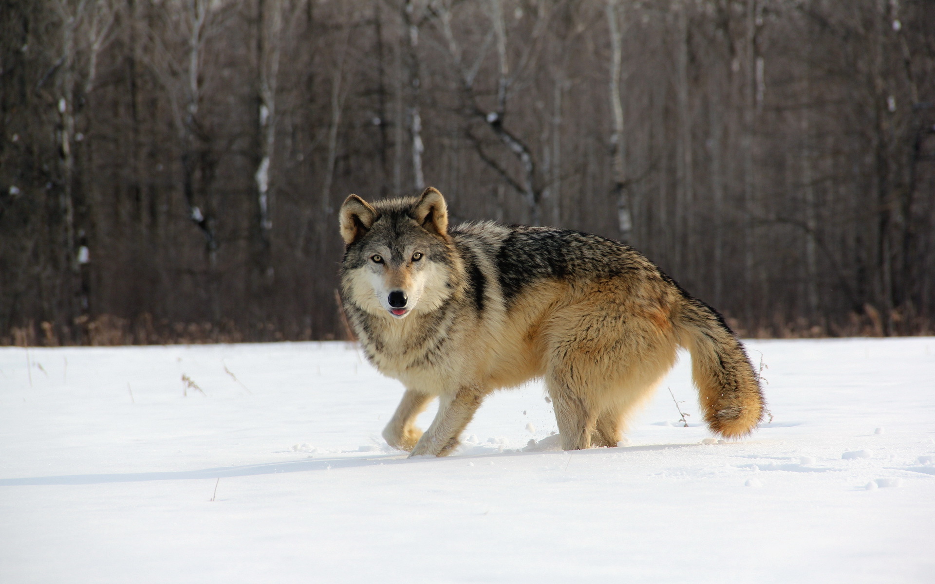 Wolf HD Wallpaper | Background Image | 1920x1200