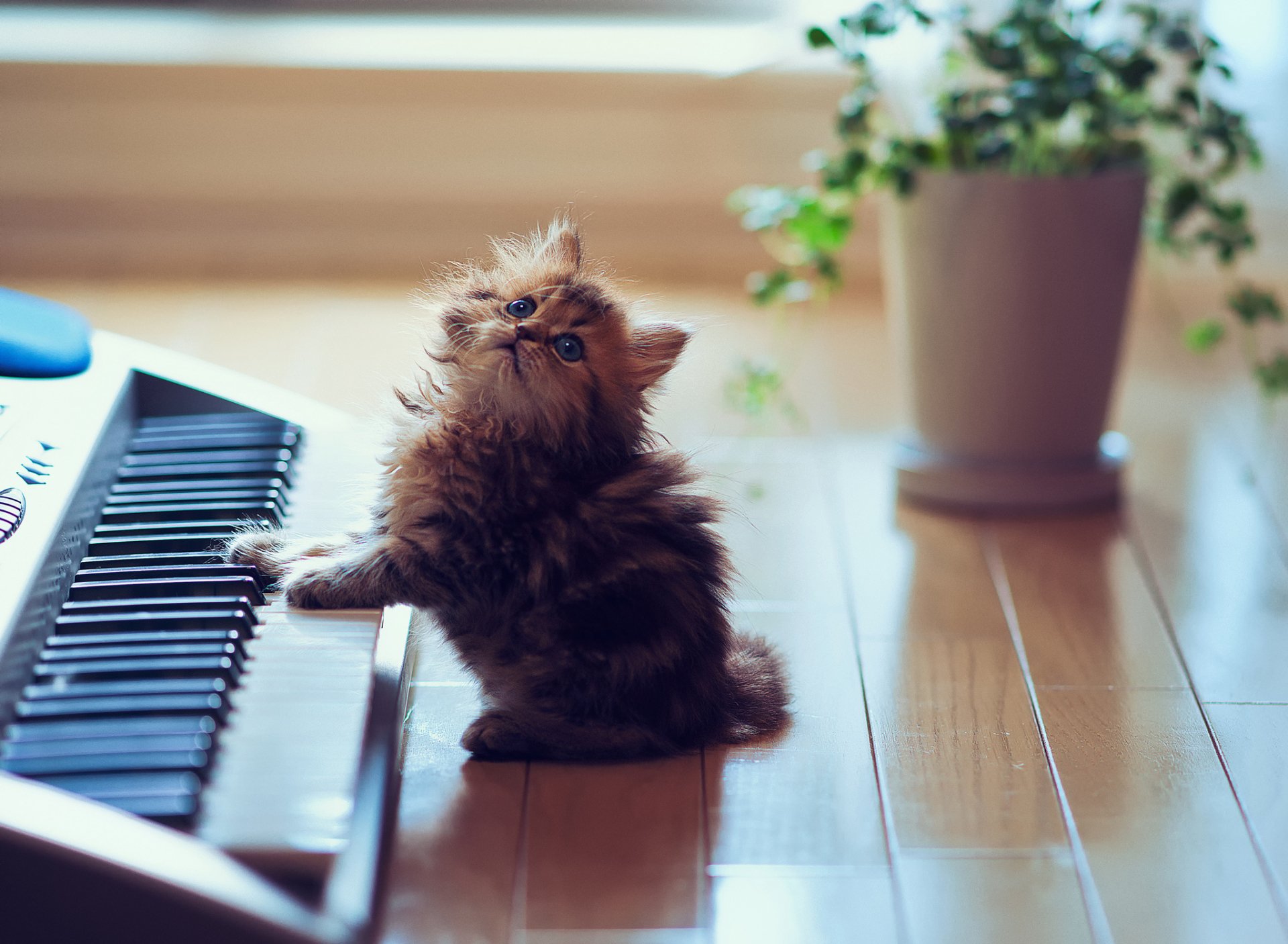 A playful cat with fluffy fur curiously approaches a keyboard, set against a bright, sunny background with a potted plant. This captivating image serves as a charming HD wallpaper.