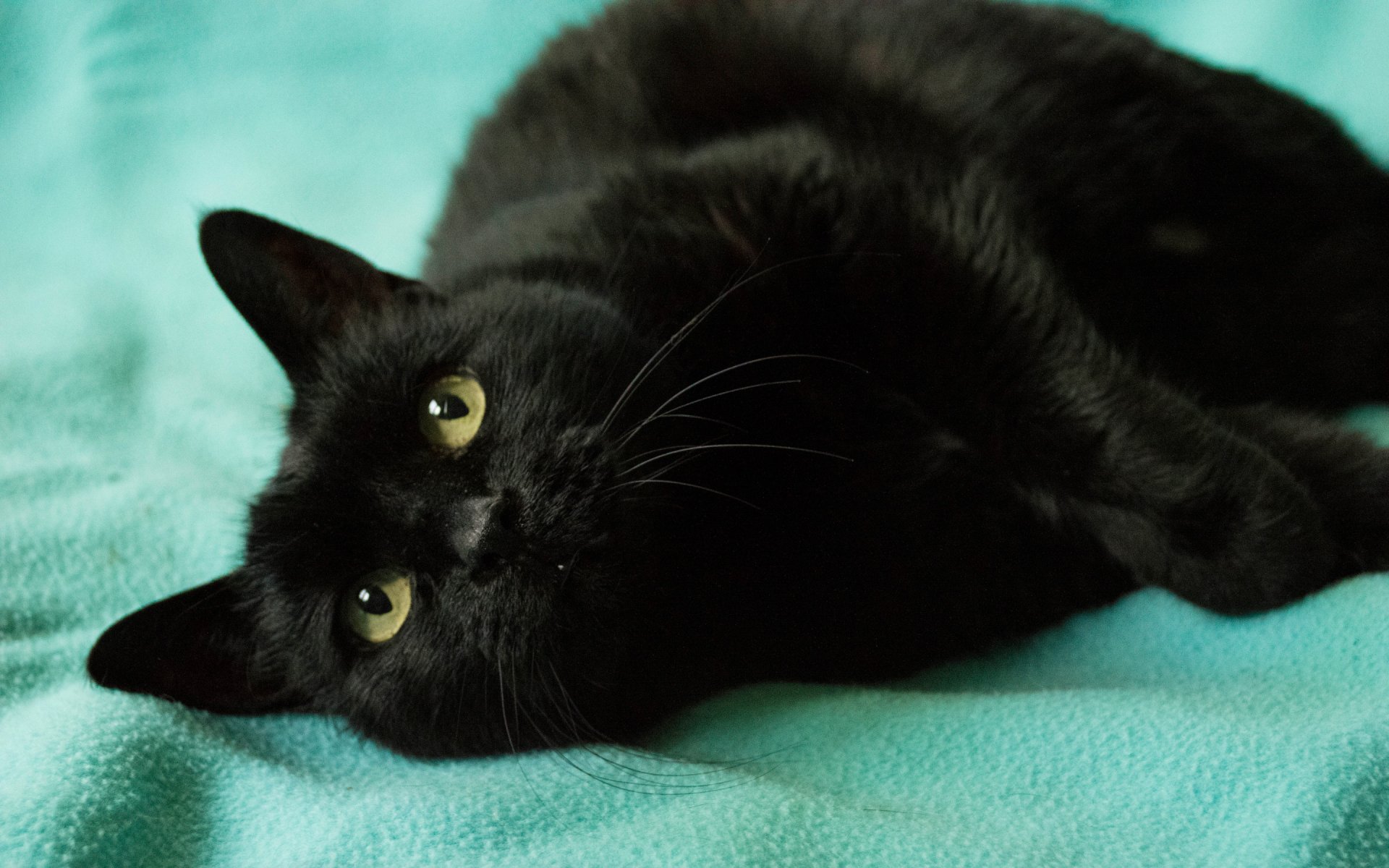 A close-up of a black cat with bright yellow eyes, lounging on a turquoise blanket, captured in high definition for a captivating desktop wallpaper and background.