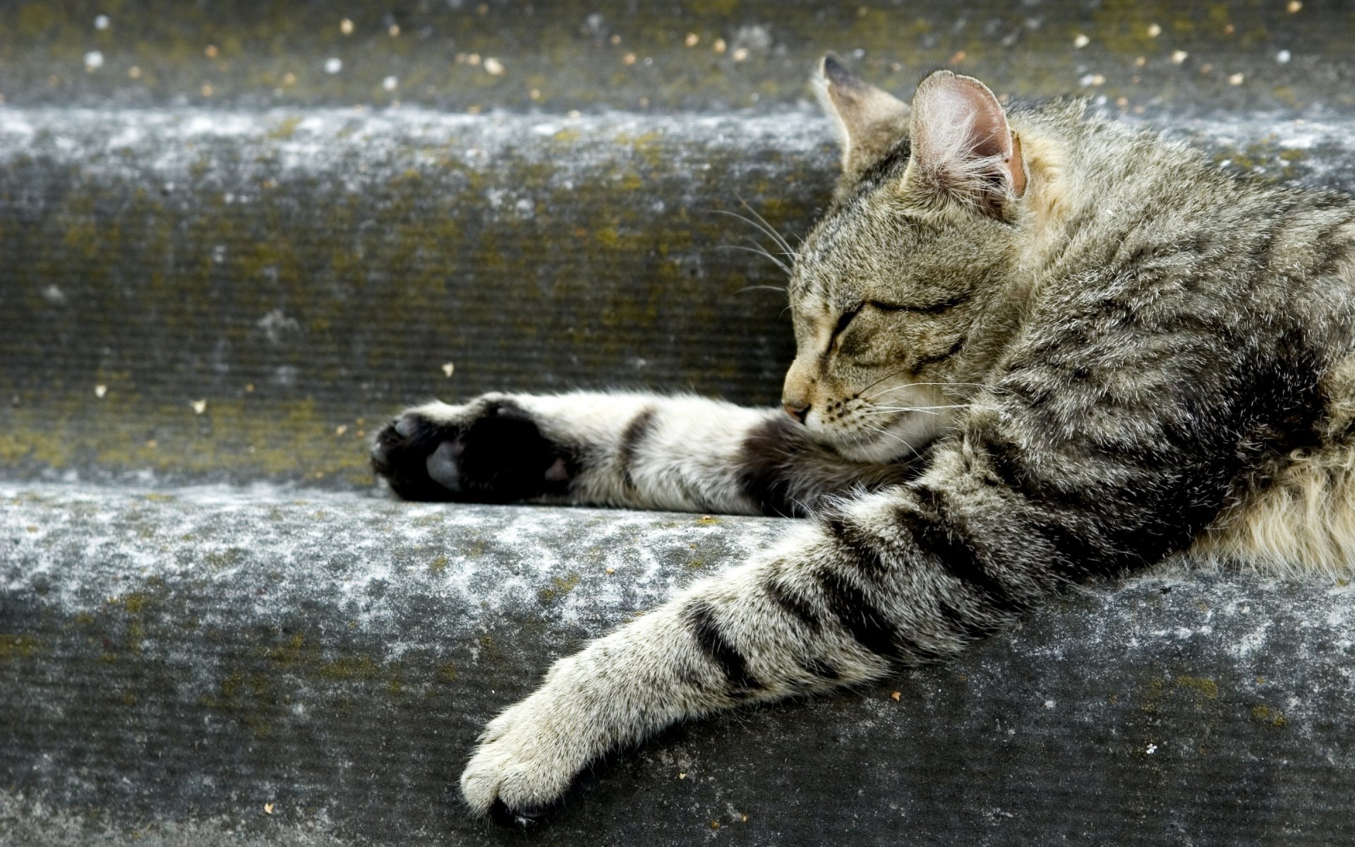 A relaxed tabby cat sprawls out on a set of stairs, showcasing its detailed fur and restful demeanor. This image serves as a beautiful HD desktop wallpaper and background.