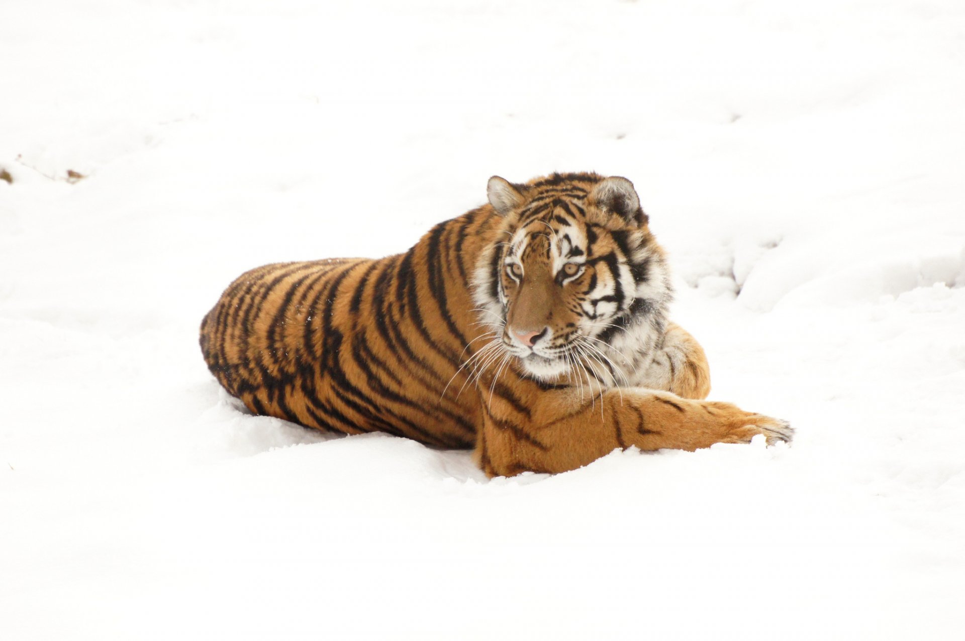 HD PC desktop wallpaper showing a majestic tiger resting on white snow, showcasing vibrant orange and black stripes in a serene natural setting.
