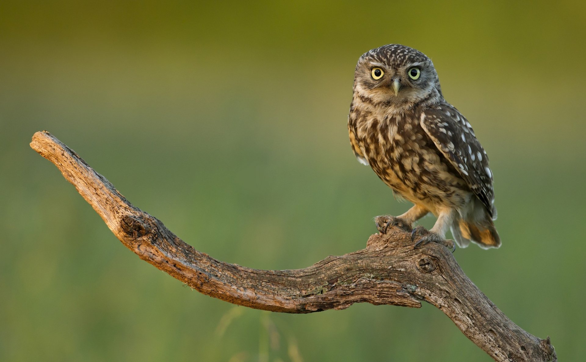A charming owl perched on a branch against a soft green background, captured in high definition, making it a striking desktop wallpaper and background choice.