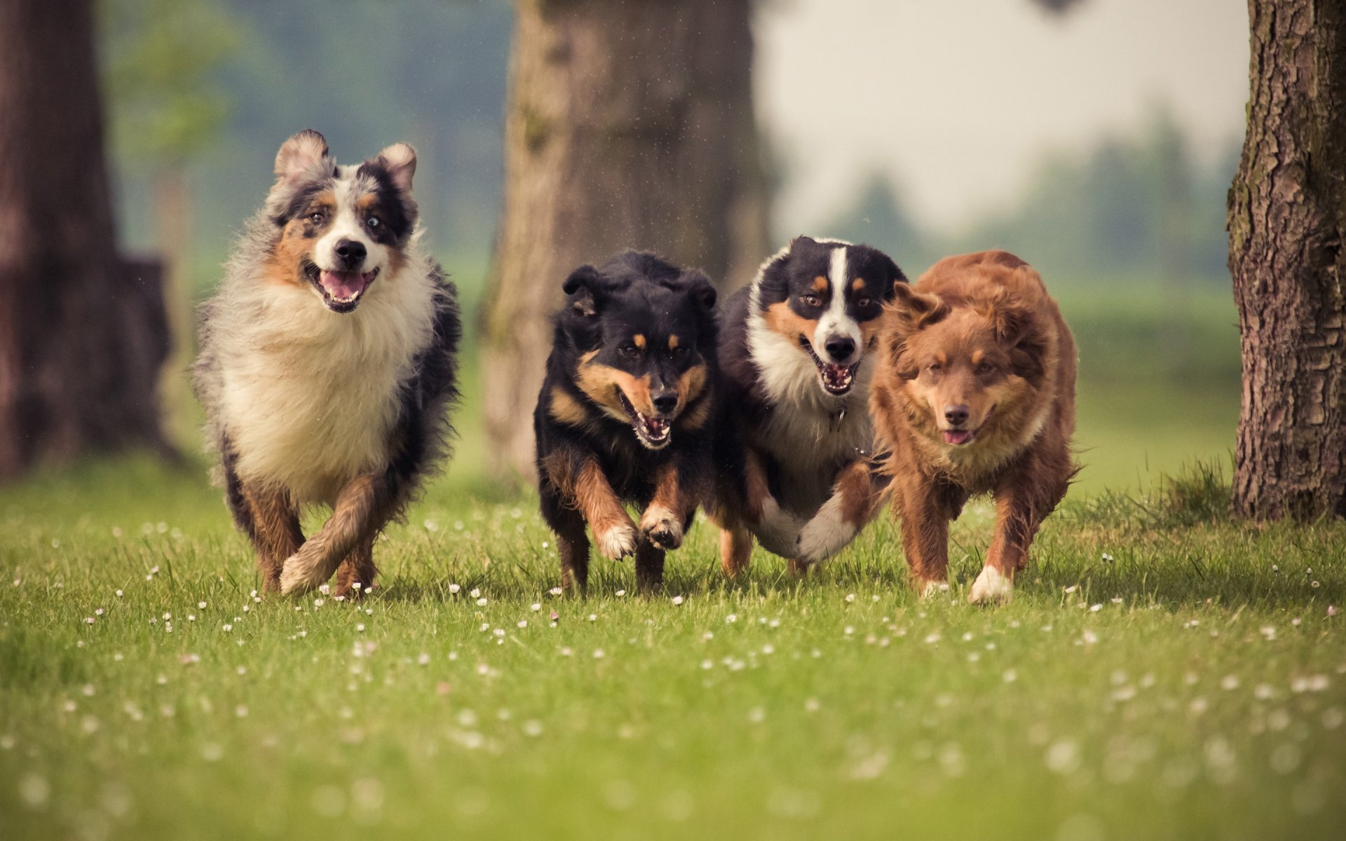 Four dogs joyfully run together through a grassy field, surrounded by trees. This vibrant image serves as a delightful HD desktop wallpaper and background.