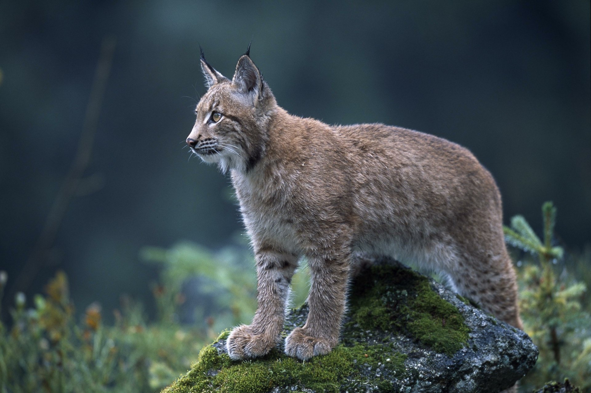 Majestic Lynx: A Stunning HD Wallpaper Majestic Lynx: A Stunning HD Wallpaper