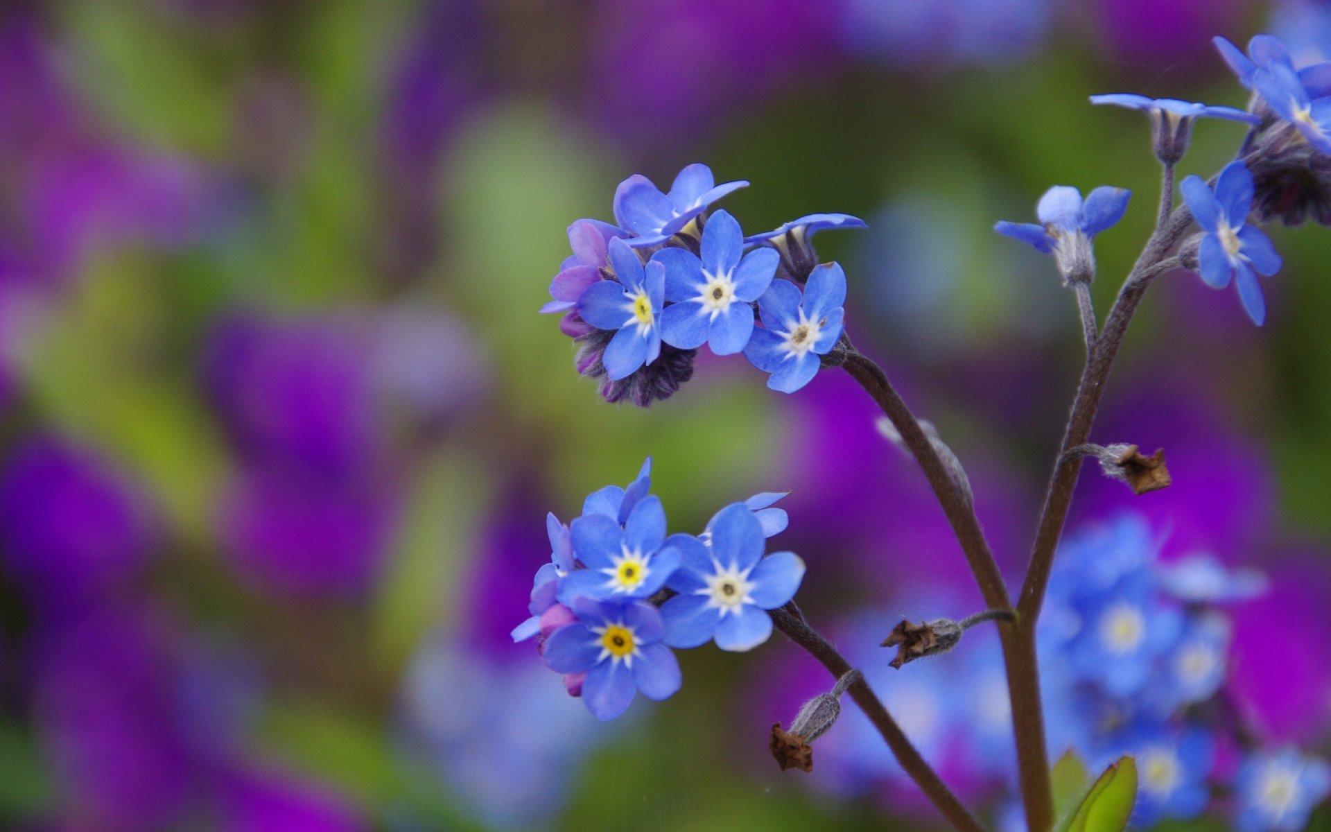 Vibrant blue flowers with delicate white centers stand out against a blurred backdrop of purple hues, creating a stunning nature-inspired HD desktop wallpaper.