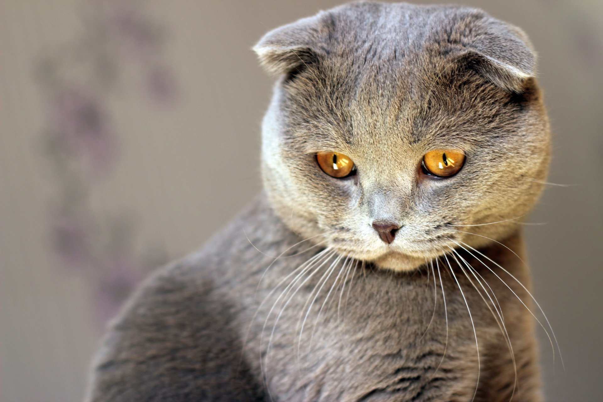 HD PC desktop wallpaper featuring a close-up of a gray Scottish Fold cat with striking amber eyes against a soft, blurred background.
