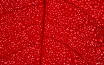 nature water drop HD Desktop Wallpaper | Background Image
