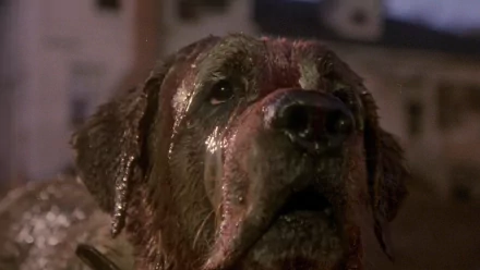 movie cujo HD Desktop Wallpaper | Background Image