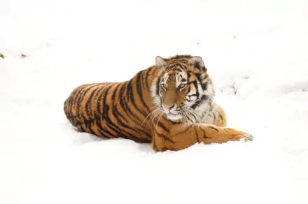 HD PC desktop wallpaper showing a majestic tiger resting on white snow, showcasing vibrant orange and black stripes in a serene natural setting.