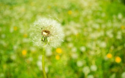 nature dandelion HD Desktop Wallpaper | Background Image