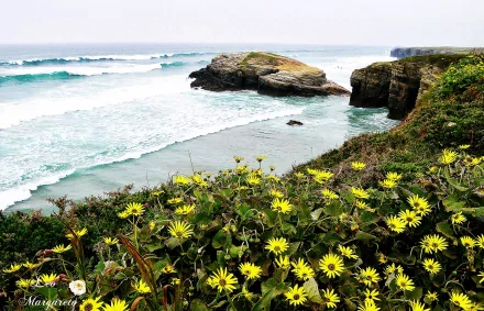 HD desktop wallpaper featuring a vibrant coastline with yellow wildflowers in the foreground and waves crashing against rocky cliffs under a clear sky.
