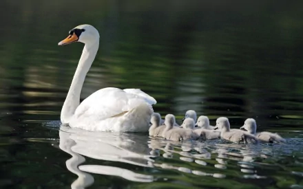 A serene scene featuring a mute swan gracefully gliding on calm waters, with adorable cygnets following closely behind, creating a beautiful HD desktop wallpaper.